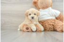 Petite Maltipoo Poodle Mix Pup