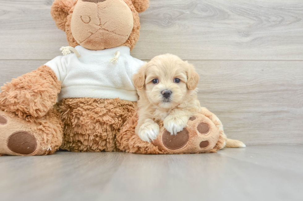 8 week old Maltipoo Puppy For Sale - Pilesgrove Pups