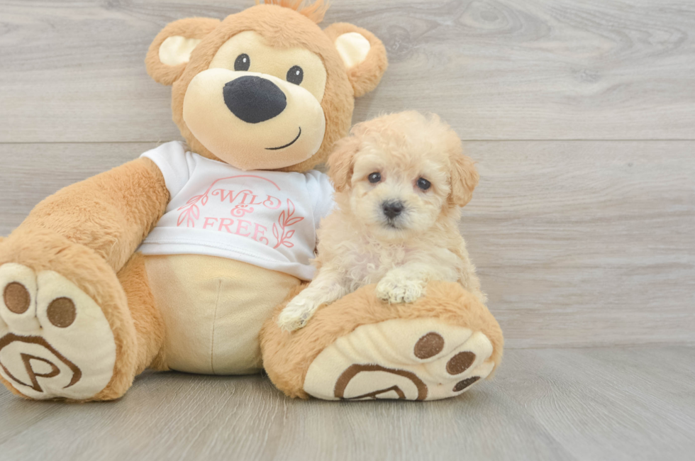6 week old Maltipoo Puppy For Sale - Pilesgrove Pups