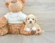 8 week old Maltipoo Puppy For Sale - Pilesgrove Pups