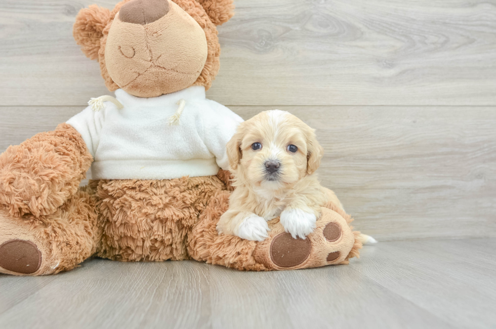 8 week old Maltipoo Puppy For Sale - Pilesgrove Pups