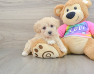 8 week old Maltipoo Puppy For Sale - Pilesgrove Pups