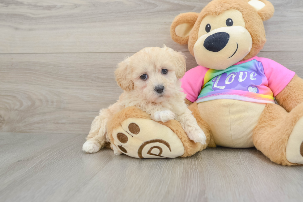 Maltipoo Pup Being Cute