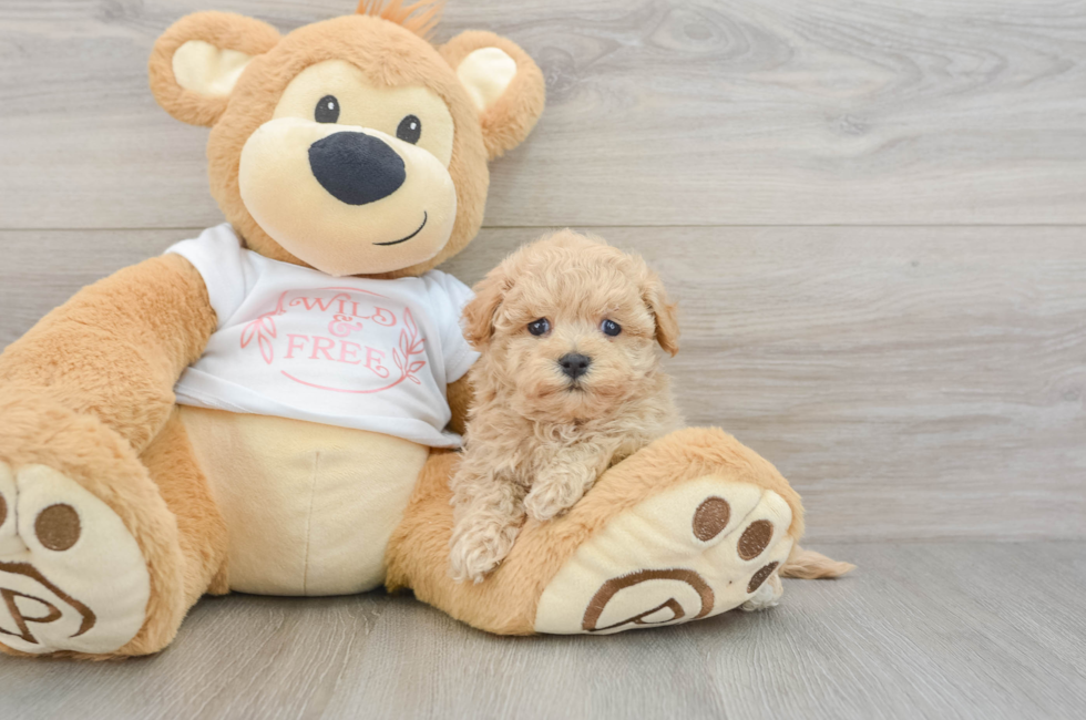 5 week old Maltipoo Puppy For Sale - Pilesgrove Pups