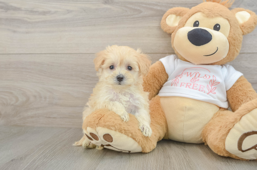 6 week old Maltipoo Puppy For Sale - Pilesgrove Pups