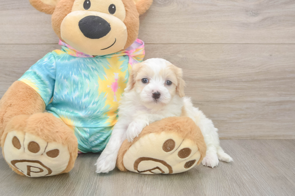 5 week old Maltipoo Puppy For Sale - Pilesgrove Pups