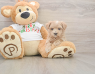 7 week old Maltipoo Puppy For Sale - Pilesgrove Pups