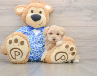 9 week old Maltipoo Puppy For Sale - Pilesgrove Pups