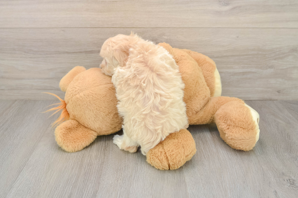 Petite Maltipoo Poodle Mix Pup