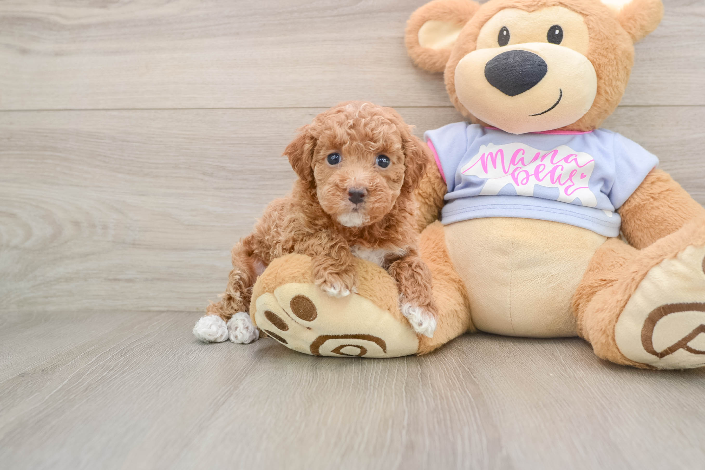 Maltipoo Pup Being Cute