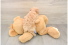 Adorable Malt a Poo Poodle Mix Puppy