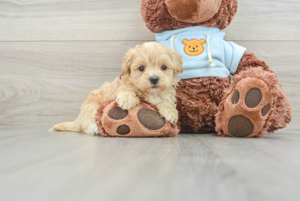 Petite Maltipoo Poodle Mix Pup