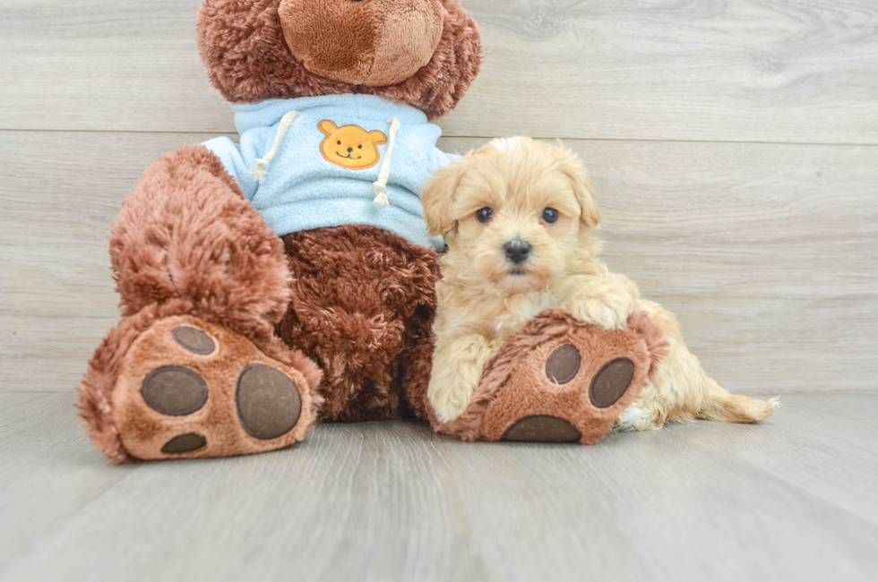 6 week old Maltipoo Puppy For Sale - Pilesgrove Pups