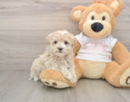 9 week old Maltipoo Puppy For Sale - Pilesgrove Pups