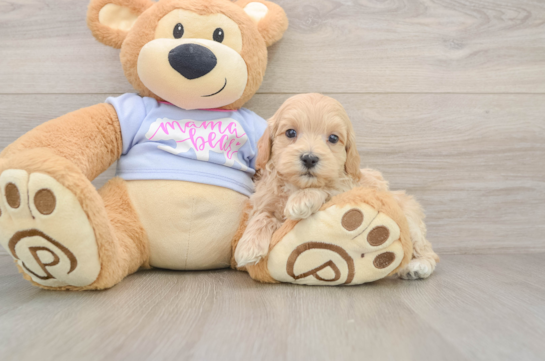 Fluffy Maltipoo Poodle Mix Pup