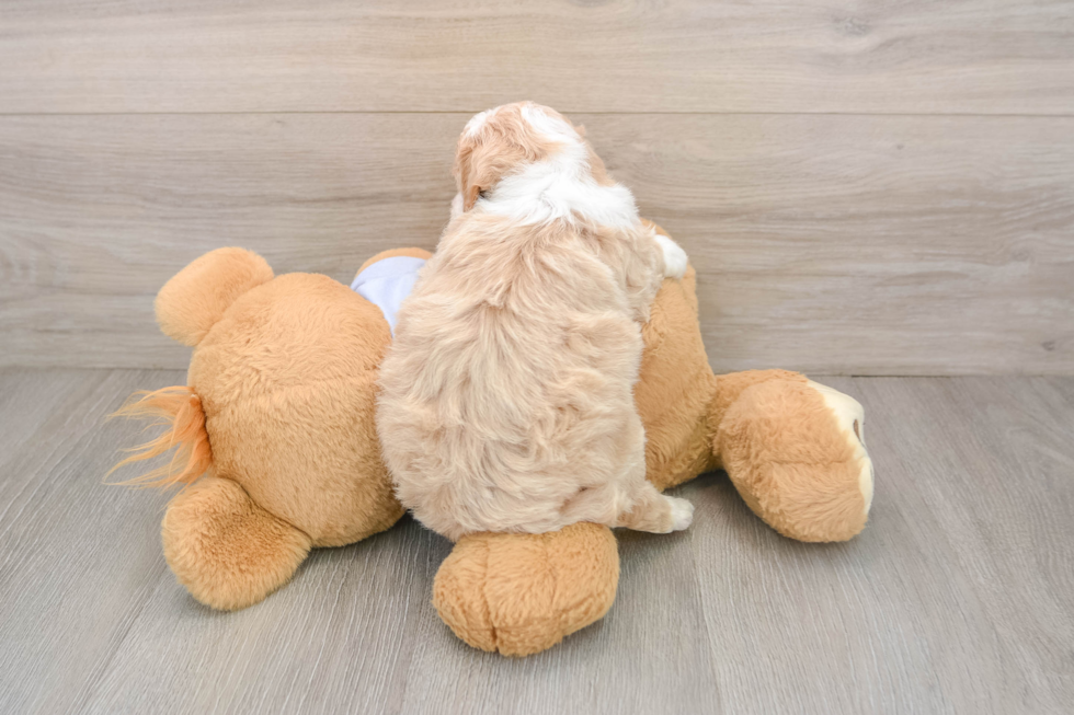Maltipoo Puppy for Adoption
