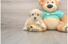 Funny Maltipoo Poodle Mix Pup