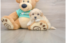 Best Maltipoo Baby