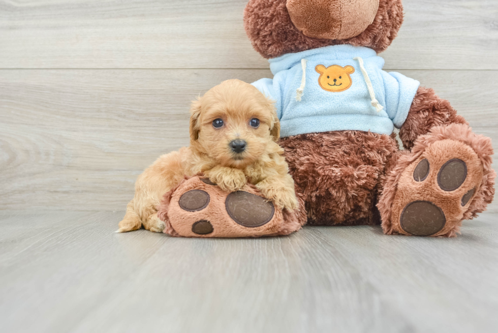 Small Maltipoo Baby