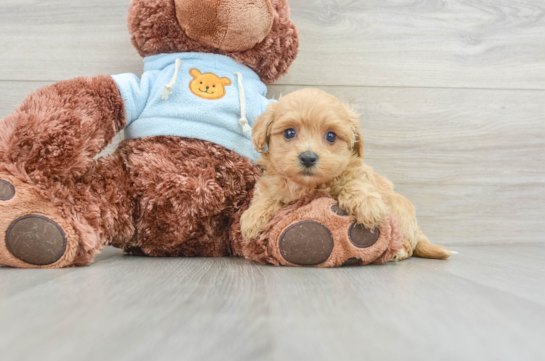 Best Maltipoo Baby