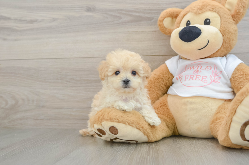 5 week old Maltipoo Puppy For Sale - Pilesgrove Pups