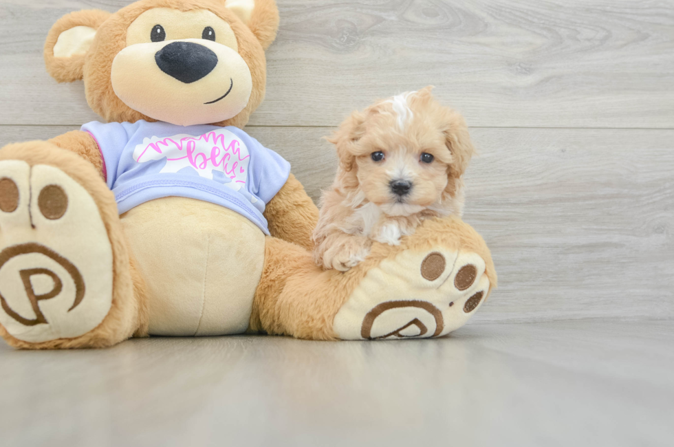 5 week old Maltipoo Puppy For Sale - Pilesgrove Pups