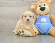 8 week old Maltipoo Puppy For Sale - Pilesgrove Pups