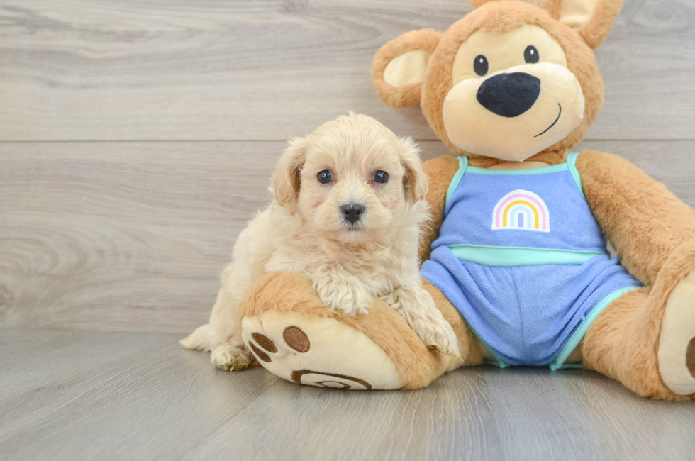 5 week old Maltipoo Puppy For Sale - Pilesgrove Pups