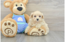 Happy Maltipoo Baby
