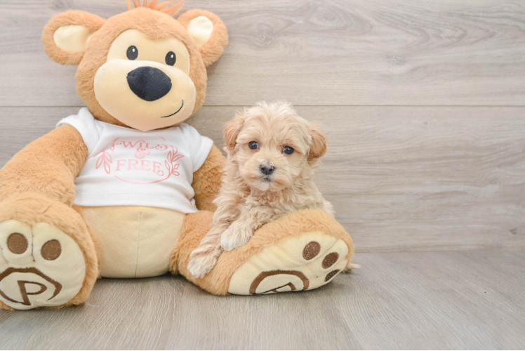 Petite Maltipoo Poodle Mix Pup