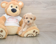 8 week old Maltipoo Puppy For Sale - Pilesgrove Pups