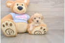 Sweet Maltipoo Baby