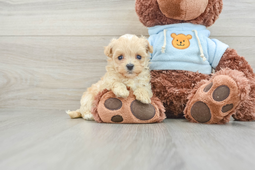 Adorable Maltese Poodle Poodle Mix Puppy