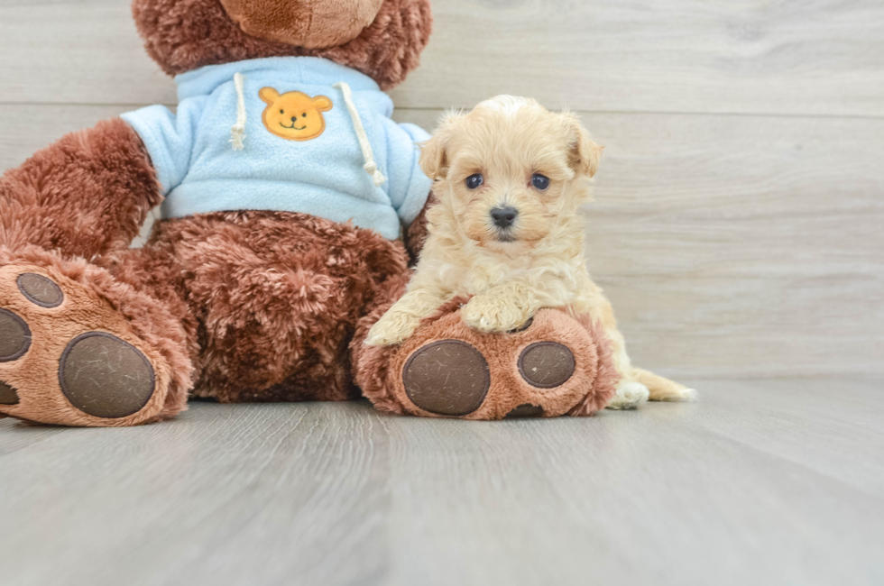 6 week old Maltipoo Puppy For Sale - Pilesgrove Pups