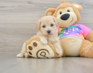 8 week old Maltipoo Puppy For Sale - Pilesgrove Pups