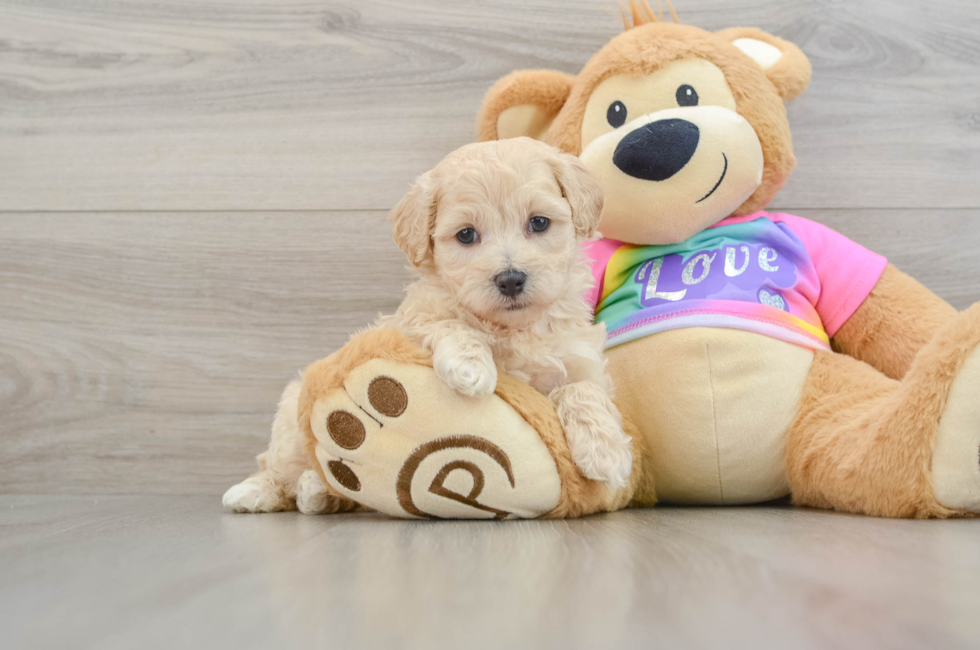 8 week old Maltipoo Puppy For Sale - Pilesgrove Pups