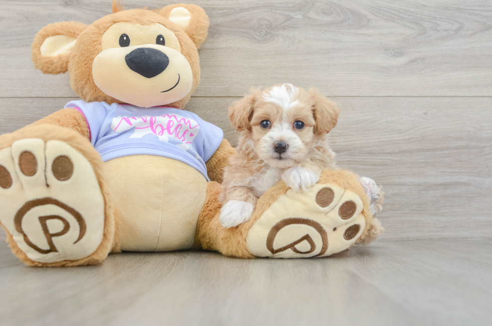 5 week old Maltipoo Puppy For Sale - Pilesgrove Pups