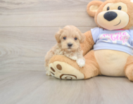 8 week old Maltipoo Puppy For Sale - Pilesgrove Pups