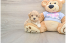 Smart Maltipoo Poodle Mix Pup
