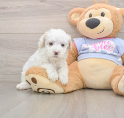 6 week old Maltipoo Puppy For Sale - Pilesgrove Pups