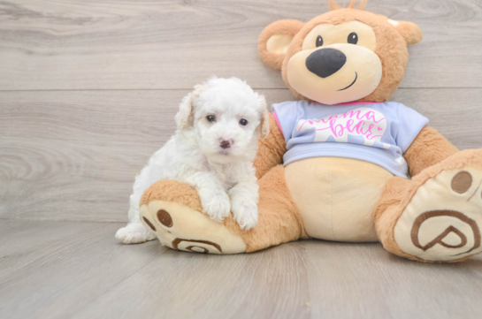 Maltipoo Puppy for Adoption