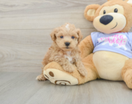 8 week old Maltipoo Puppy For Sale - Pilesgrove Pups