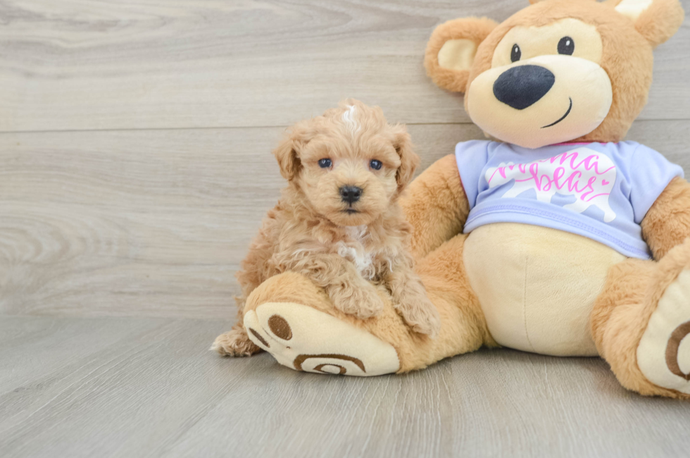 5 week old Maltipoo Puppy For Sale - Pilesgrove Pups