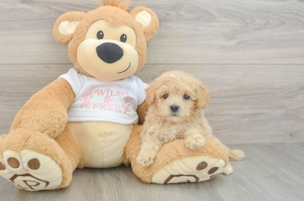 6 week old Maltipoo Puppy For Sale - Pilesgrove Pups