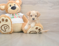 7 week old Maltipoo Puppy For Sale - Pilesgrove Pups