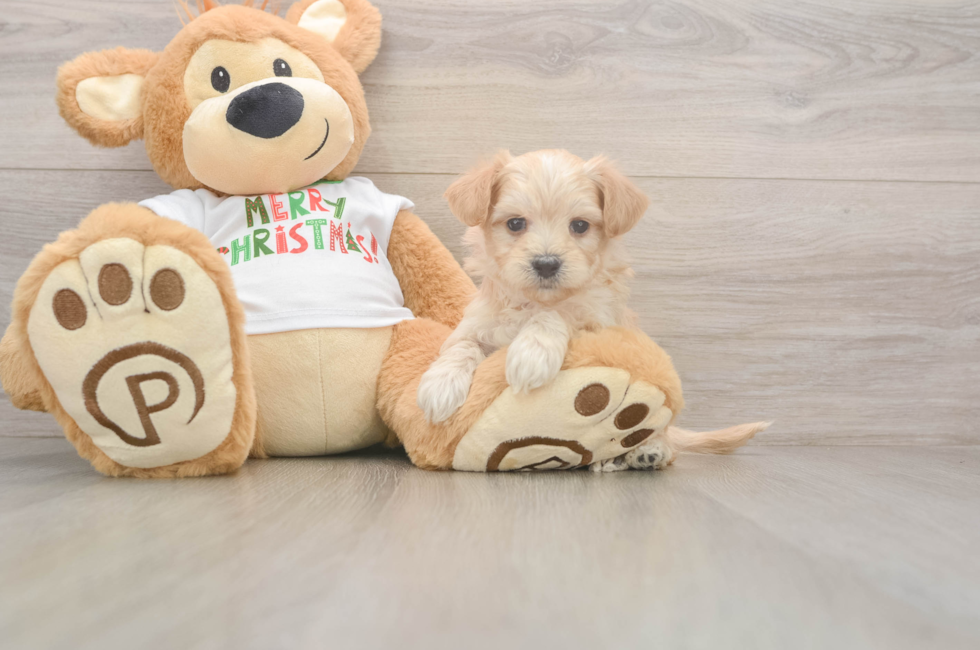 5 week old Maltipoo Puppy For Sale - Pilesgrove Pups