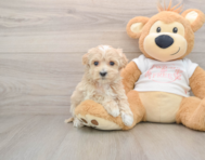 8 week old Maltipoo Puppy For Sale - Pilesgrove Pups