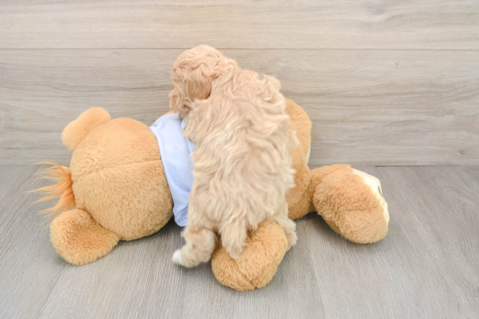 Best Maltipoo Baby