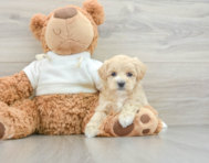 8 week old Maltipoo Puppy For Sale - Pilesgrove Pups