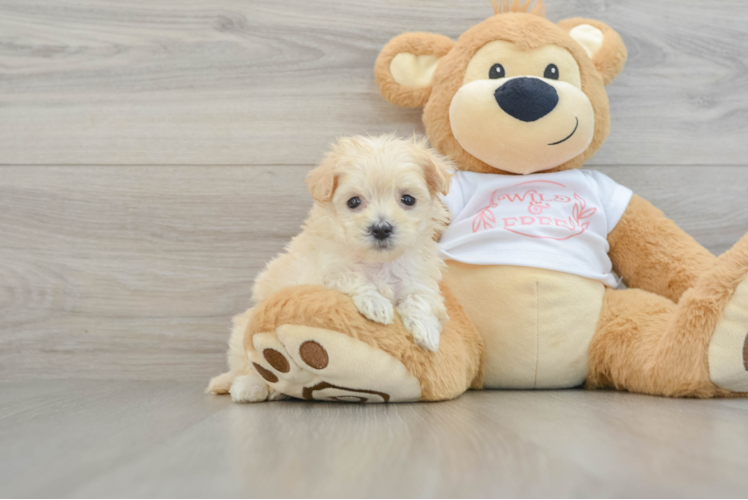 Smart Maltipoo Poodle Mix Pup